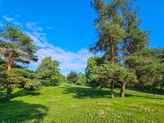 Panorama of a pine park with green trimmed lawns on a sunny day in Riga, Latvia. Clean environment...