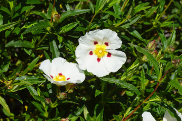 Close up flowers of Cistus ladanifer, western gum rockrose, labdanum, common gum cistus, or brown-eyed rockrose. Family Cistaceae. Dutch garden, Summer, July