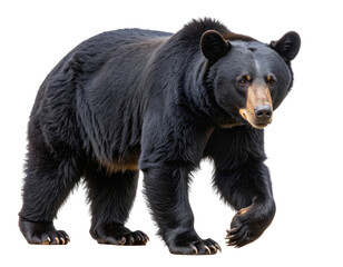 Fototapeta premium Black Bear Walking Forward with Gentle Motion, isolated on a transparent background