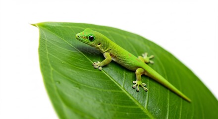 鮮やか緑葉の上で休息する小さな緑色のヤモリ 自然光輝く. AI Generated