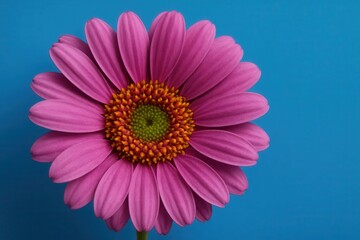 Obraz premium Riga, Latvia 05-09-2024 A vibrant pink daisy stands out against a serene blue backdrop, symbolizing beauty and tranquility