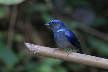 small niltava_PAP8102.jpg