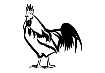 Rooster