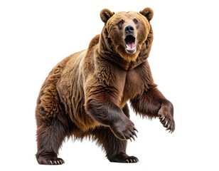 Obraz premium Brown Bear Standing Upright with Open Mouth, isolated on a transparent background