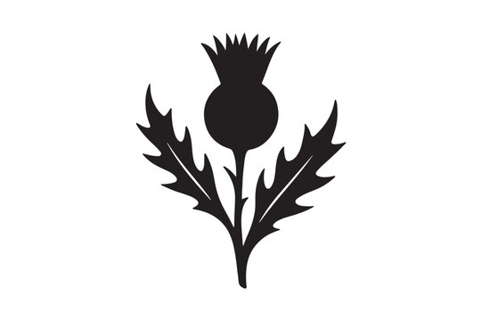 scottish thistle silhouette vector art illustration on white background
