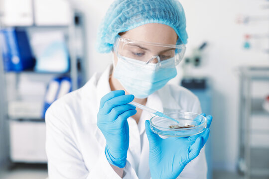 Scientist working with sample in Petri dish in laboratory