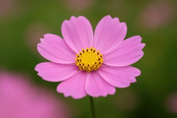 Obraz premium Riga, Latvia 05-09-2024 A solitary pink cosmos flower stands out against a softly blurred green background, its vibrant colors capturing the essence of nature's beauty