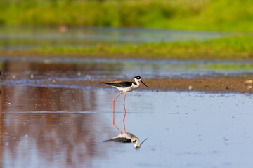 The Black-necked Stilt (Himantopus mexicanus) in shallow water. Natural scene from Wisconsin conservation area
