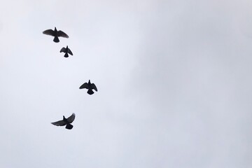 Birds fly in formation against a cloudy sky. Silhouetted mid - flight on the light gray backdrop,...