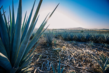 Blue Agave Plants in Tequila Landscape at Sunrise