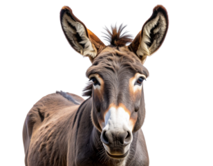 Close-up of Donkey’s Face with Expressive Eyes and Long Ears, isolated on a transparent background