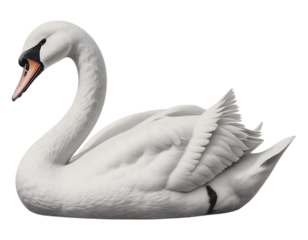 Elegant White Swan in Profile on Transparent Background