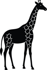 Obraz premium giraffe on white background.eps
