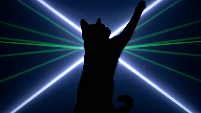 Black cat dancing close-up in front of laser lights in club