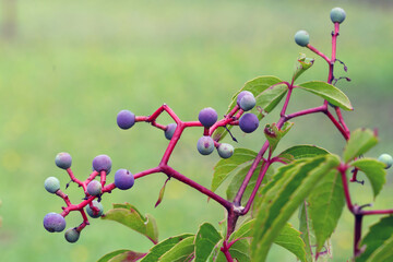 Wilder Wein