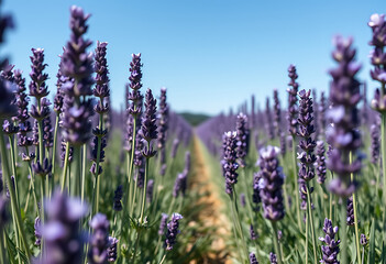 Obraz premium lavender field in provence france