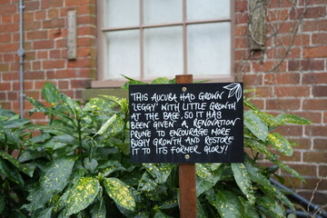 Shugborough, Staffordshire, England - February 24 2024: Aucuba shrub with informational sign outside brick building.