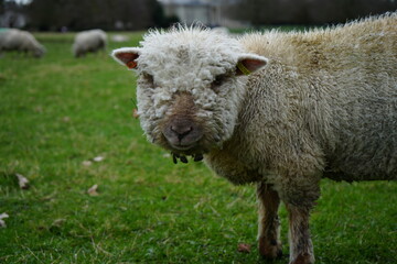 Shugborough, Staffordshire, England – February 24 2024: Close up of fluffy sheep in a green pasture.