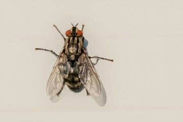 Housefly standing on white background showing red eyes and wings