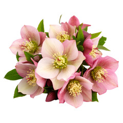 Side View of Clustered Hellebore Flowers with Buds and Leaves, Full Depth of Field, White Background