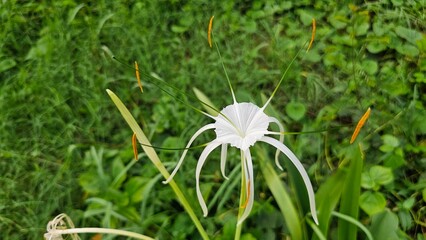 Beautiful White Spider Lily in Bloom. Exotic Spider Lily Flower with Orange Anthers.