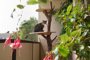 Balcony secured with netting with tree with shelf on which  cat sits. Lots of green plants and red fuchsia flowers on  balcony.