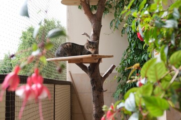 Balcony secured with netting with tree with shelf on which  cat sits. Lots of green plants and red fuchsia flowers on  balcony.