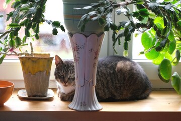 Gray mixed breed cat sits on windowsill behind flower pots with green plants.