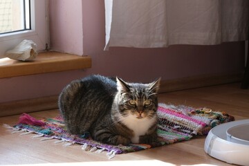 Gray cat sits on colorful rug in home and looks at lens.