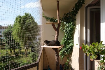 The cat is sitting on shelf on tree on balcony secured with  net in summer time. Green plants on balcony.