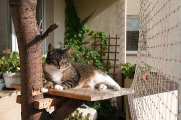 The cat is sitting on shelf on tree on balcony secured with  net in summer time. Green plants on...