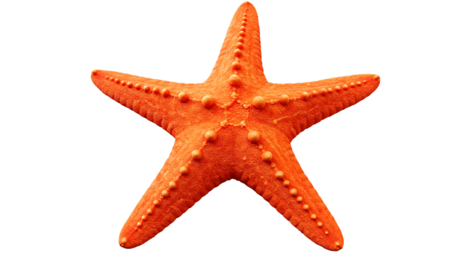 Close-up shot of a stunning orange starfish against a black backdrop.