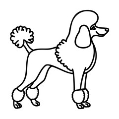 Black and white line art illustration of a poodle dog in profile