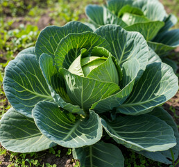 Close-up Landscape Shot: Fresh Cabbage Plant Thriving in Its Natural Habitat, Vibrant Green & Realistic Details Under Natural Sunlight