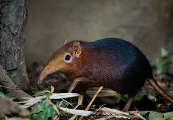 black and rufous sengi