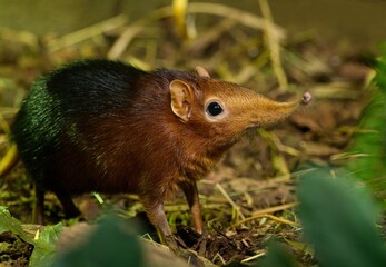 black and rufous sengi