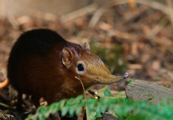black and rufous sengi