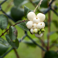 Schneebeeren