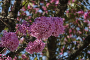 Ipê-roxo (Handroanthus impetiginosus)	