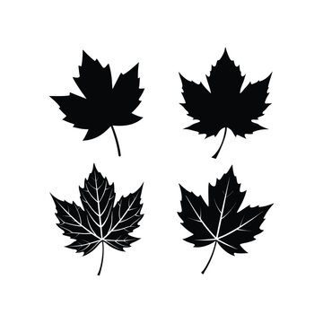 A set of sycamore leaf silhouette vector art illustration