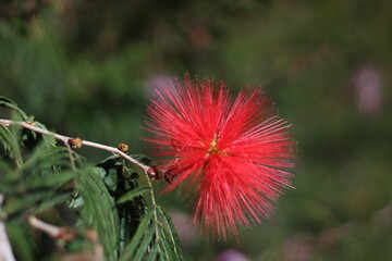 Esponjinha vermelha - Calliandra harrisii