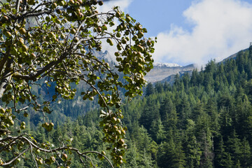 Apple harvest in the mountains
