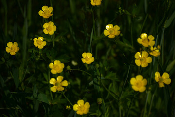 yellow flowers in the garden