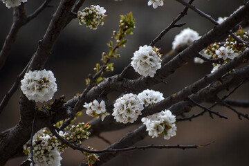 cherry tree blossom