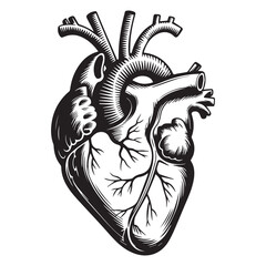 Anatomical heart illustration isolated on white background shows intricate details