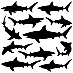 Silhouettes of various sharks swimming in the sea