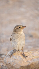 Female house sparrow standing on a rock in a desert landscape
