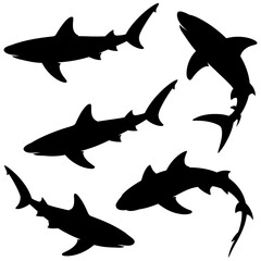 Silhouetted sharks swimming in various directions