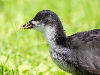 Close up of Eurasian Coot chick