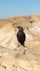 Tristram’s starling perched on a rock in the Judean Desert
